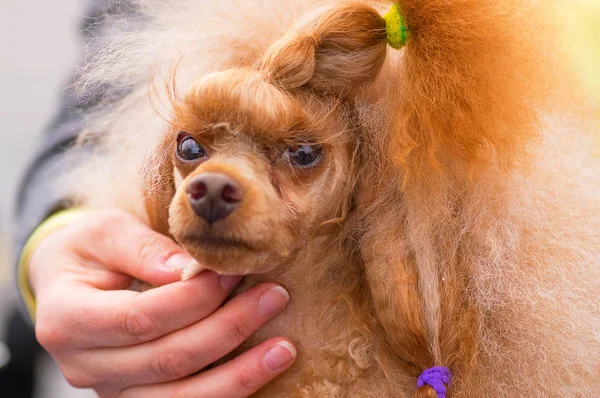 Köpek fino köpeği yakın çekim