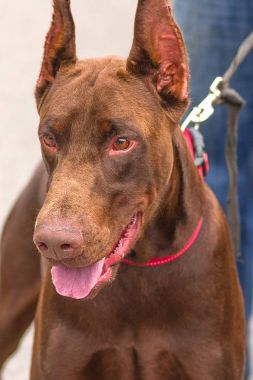 Doberman Pinscher köpek yakın çekim