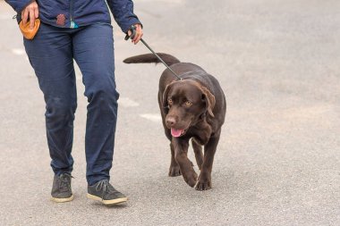 Labrador retriever yakın çekim