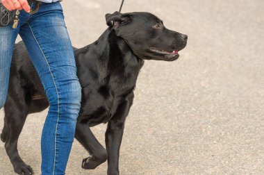 Büyük köpek yakın çekim