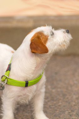 Küçük köpek yakın çekim