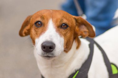 Küçük köpek yakın çekim