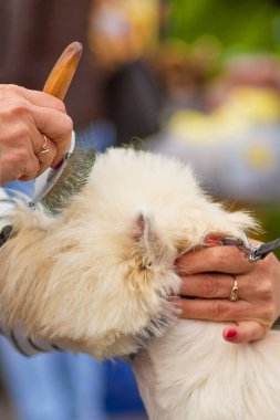 Saç kesimi köpekler profesyonel master