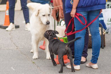 Küçük köpek yakın çekim