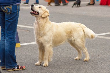 Labrador retriever yakın çekim