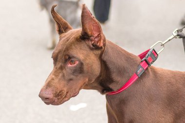 Doberman Pinscher köpek yakın çekim
