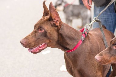 Doberman Pinscher köpek yakın çekim
