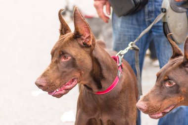 Doberman Pinscher köpek yakın çekim