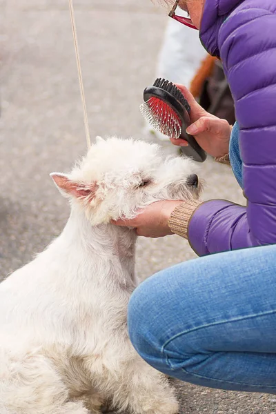 Saç kesimi köpekler profesyonel master