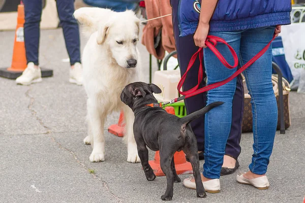 Küçük köpek yakın çekim