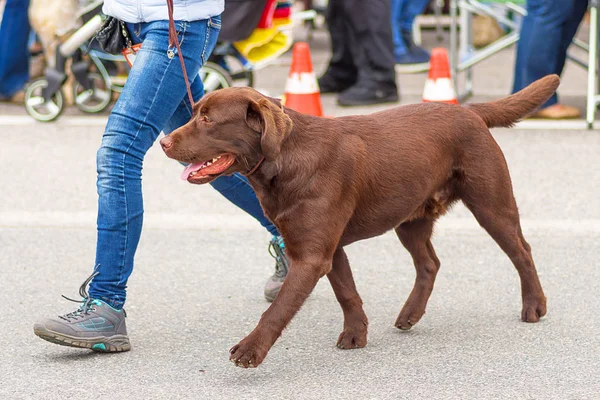 Labrador retriever yakın çekim