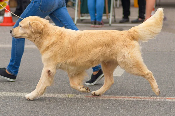 Golden Retriever yakın çekim
