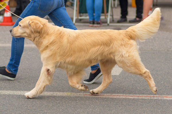 Golden Retriever close-up