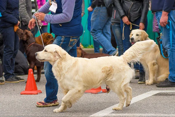 Labrador retriever yakın çekim