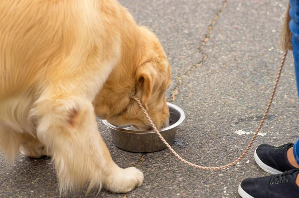 Büyük köpek yakın çekim