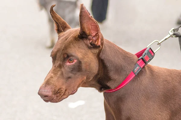 Doberman Pinscher köpek yakın çekim