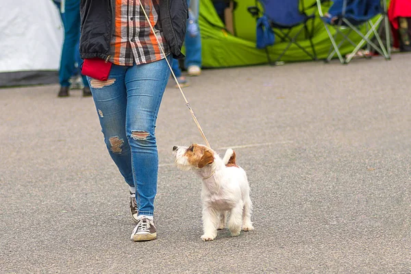 köpeği Terrier yakın çekim