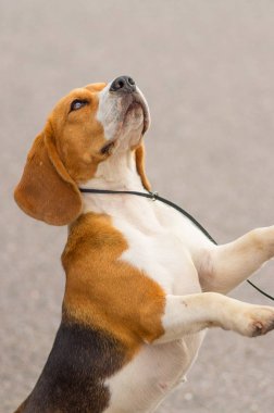 Beagle köpek yakın çekim