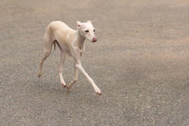 Leverette köpek yakın çekim