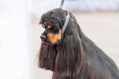 Amerikan Cocker Spaniyel