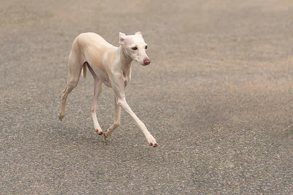 Leverette köpek yakın çekim