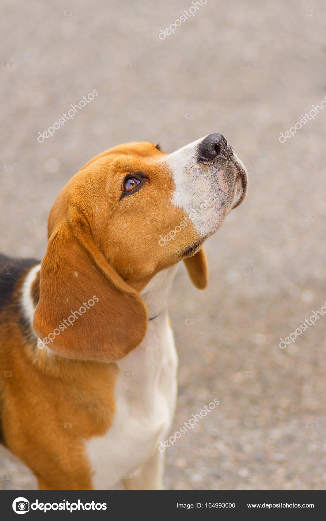 Gros Plan De Chien Beagle Photographie Vizland 164993000