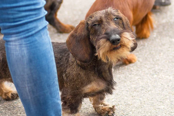 köpeği Terrier yakın çekim