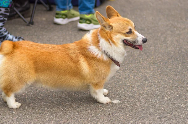 Galce Corgi yakın çekim