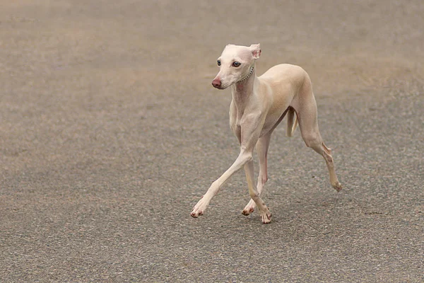 Leverette köpek yakın çekim
