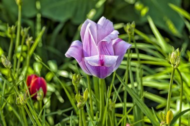 Çiçek Lale arka plan