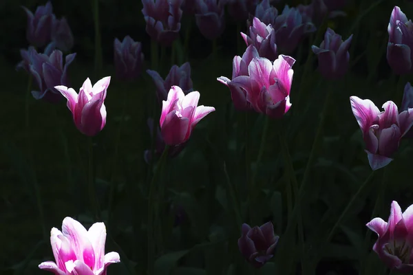 Flower tulips background