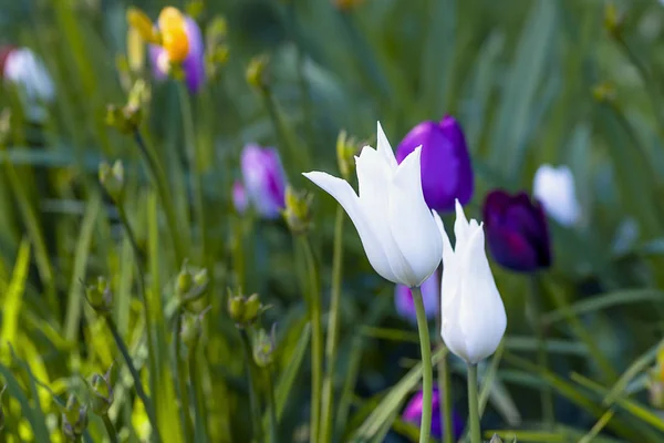 Flower tulips background