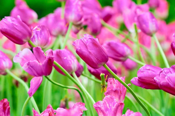 Flower tulips background