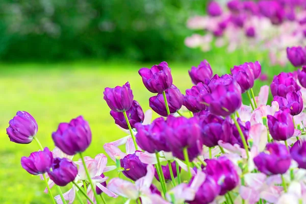 Flower tulips background