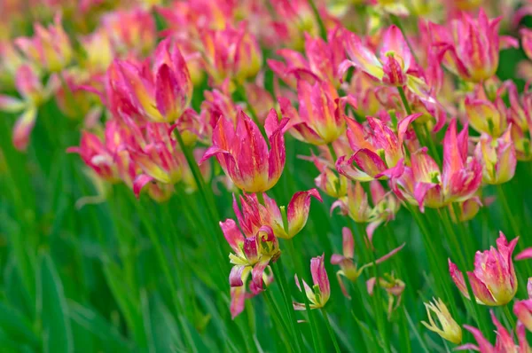 Цветочные тюльпаны — стоковое фото