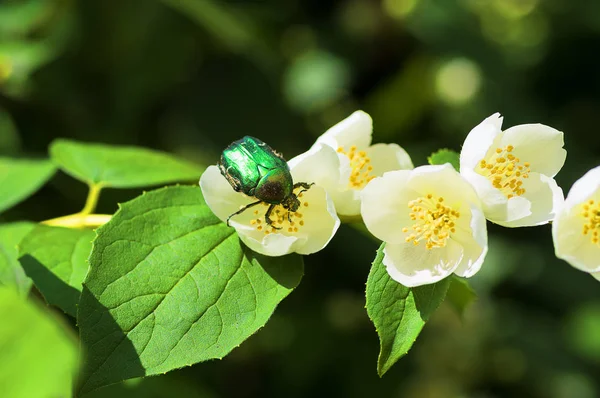 Chafer em uma flor de jasmim branco — Fotografia de Stock