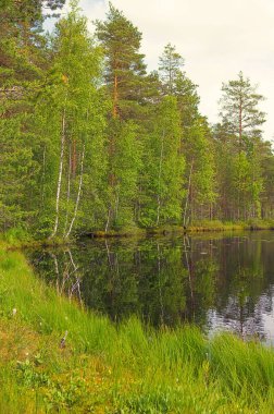 Peyzaj göl ve orman