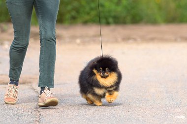 Köpek Spitz yakın çekim