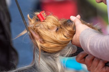 Yorkshire terrier yakın çekim