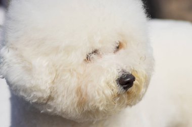 Bologna köpek yakın çekim