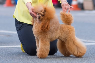 Köpek fino köpeği yakın çekim