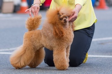 Köpek fino köpeği yakın çekim