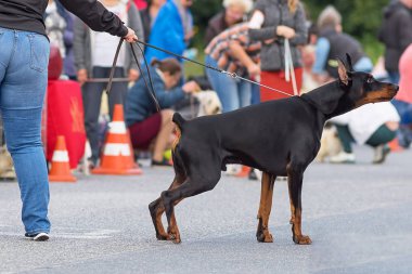 Doberman Pinscher köpek yakın çekim
