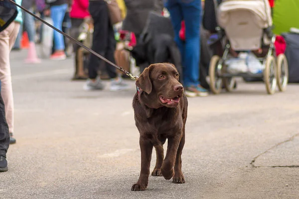 Büyük köpek yakın çekim