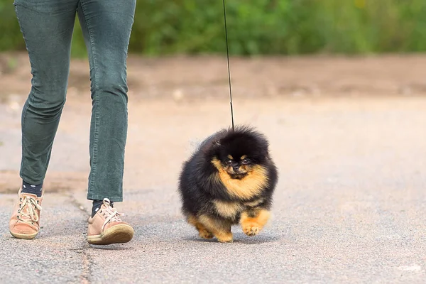 Köpek Spitz yakın çekim