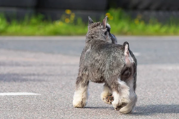 Schnauzer Orta yakın çekim