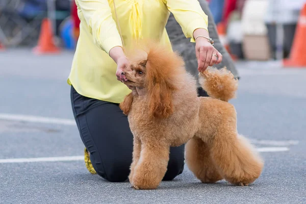 Köpek fino köpeği yakın çekim