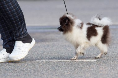 Küçük köpek yakın çekim