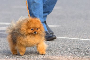 Köpek Spitz yakın çekim