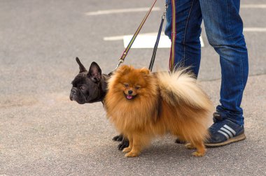 Küçük köpek yakın çekim